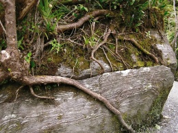 Obr. 1 Příklad vlivu vegetace – mechanické účinky kořenů stromů