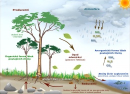 Obr. 1 Schéma koloběhu živin