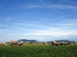 Obr. 1 Pastviny – součást zemědělského půdního fondu (Horní Dunajovice, v pozadí Pálavské vrchy)
