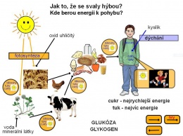 Obr. 1 Koloběh potravy a energie