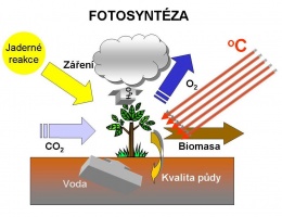 Obr. 1 Schéma fotosyntézy