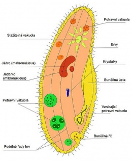 Obr. 3 Příklad mikroedafonu – trepka velká