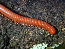 Obr. 5 Příklad makroedafonu – mnohonožka