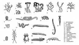 Obr. 1 Příklady zástupců edafonu