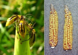 Obr. 2 Bázlivec kukuřičný – způsobuje snížení výnosnosti a chudost klasu