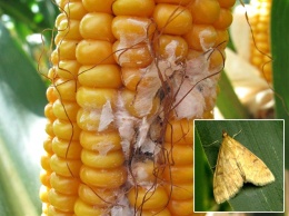 Obr. 1 Zavíječ kukuřičný a napadená kukuřičná palice